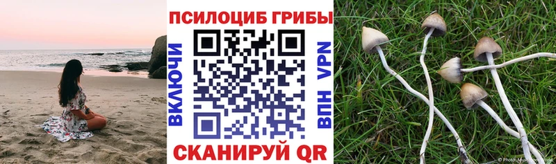 Псилоцибиновые грибы Psilocybe Октябрьский